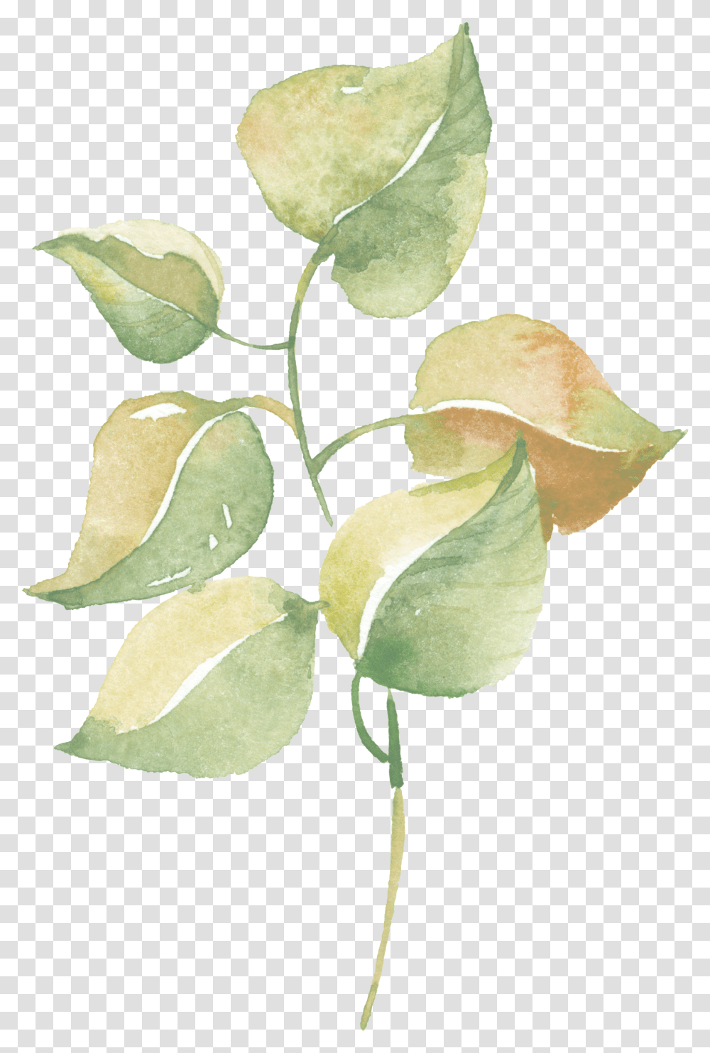 Watercolor Greenery Vector Download Greenery Watercolor Background, Plant, Leaf, Annonaceae, Tree Transparent Png