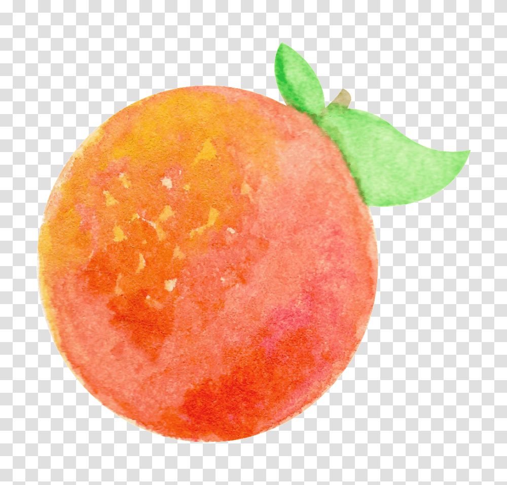 Watercolor Hand Painted One Orange Fruit Free, Plant, Food, Peach, Produce Transparent Png