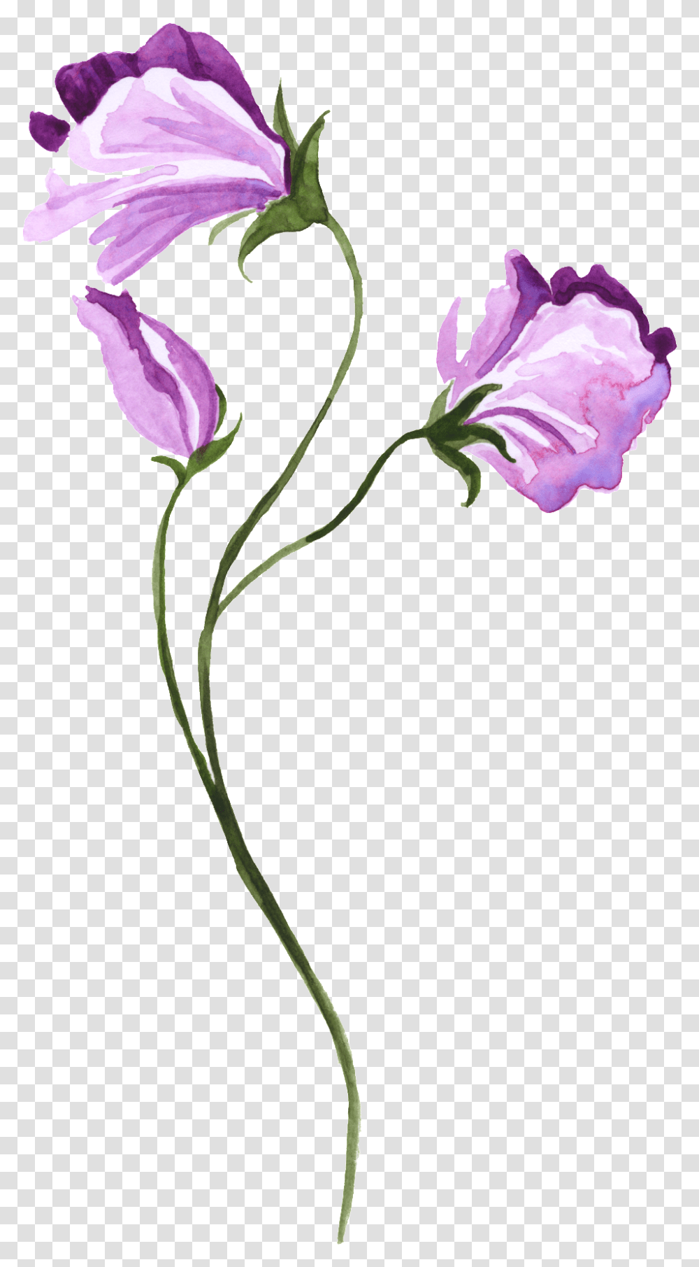 Watercolor Hand Painted Purple Floral Decorative Watercolor Painting, Plant, Flower, Blossom, Rose Transparent Png