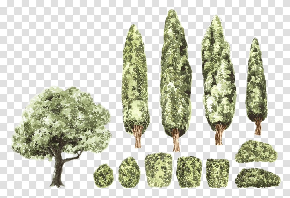 Watercolor Handpainted Trees Shrubs Bushes Landscape Watercolou Shrubs, Plant, Food, Vegetable, Cucumber Transparent Png