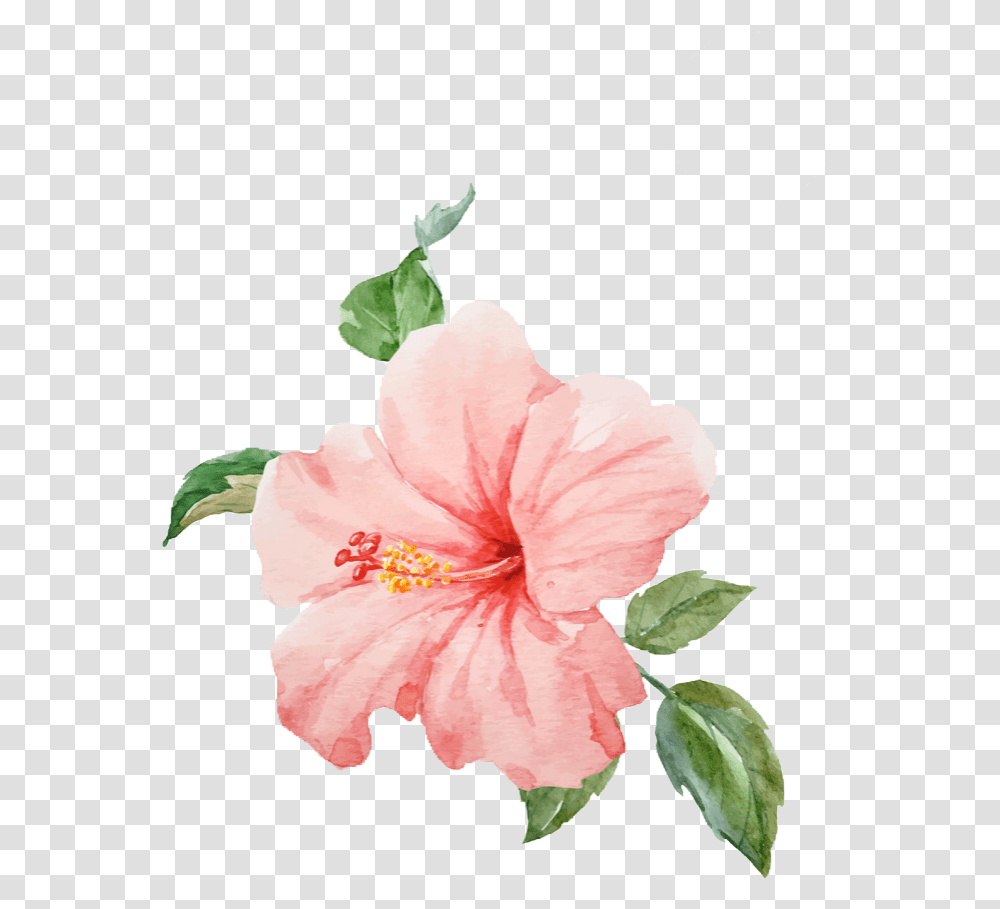 Watercolor Hibiscus Background Tropical Flower, Plant, Blossom, Rose Transparent Png
