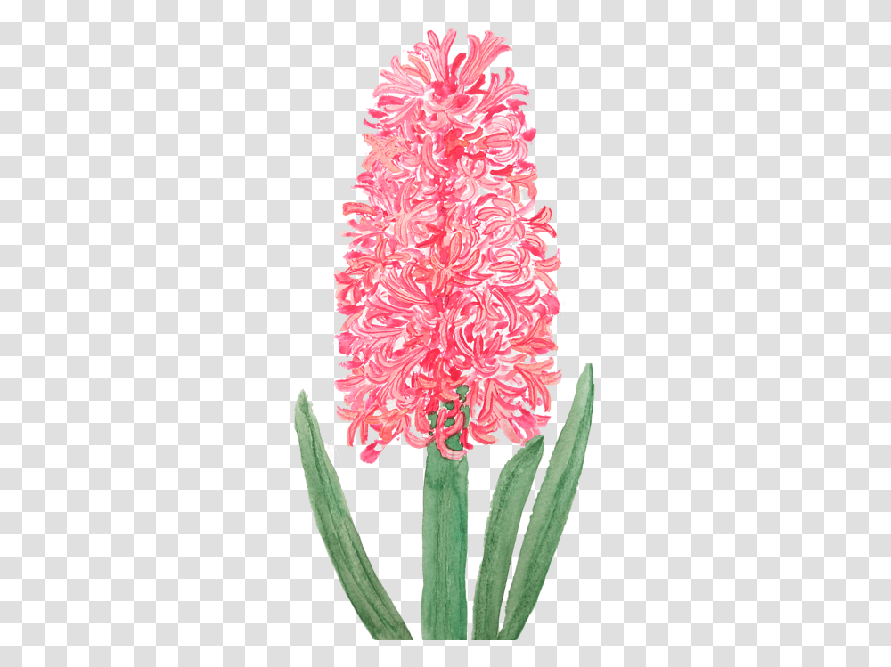 Watercolor Hyacinth, Plant, Flower, Blossom, Hibiscus Transparent Png