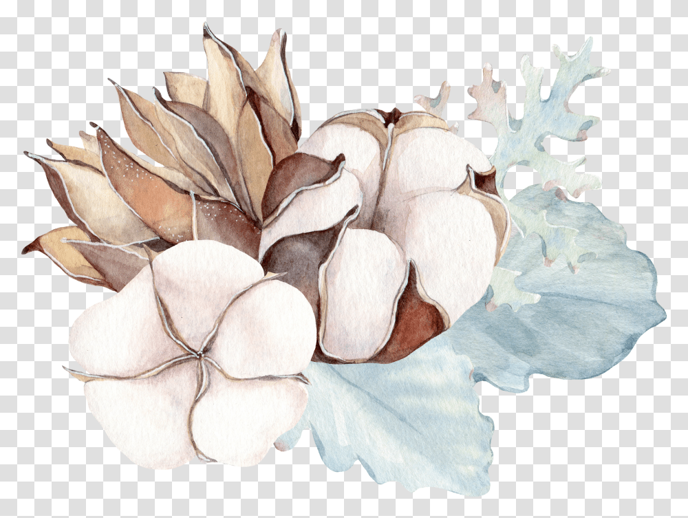 Watercolor Illustration Cotton Flower Plant Water Color Transparent Png