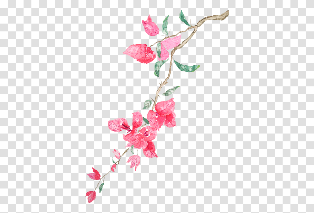 Watercolor Images Of Bougainvillea, Plant, Flower, Blossom, Petal Transparent Png