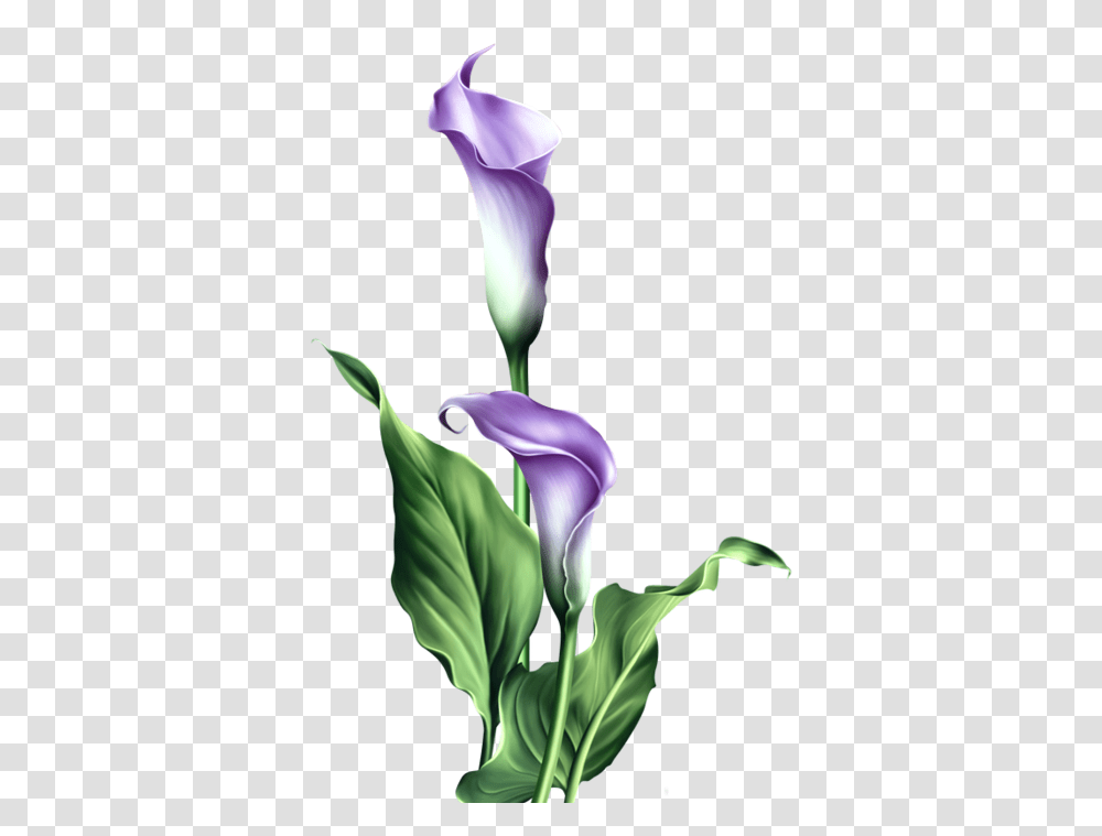 Watercolor In Flowers Painting, Iris, Plant, Blossom, Gladiolus Transparent Png