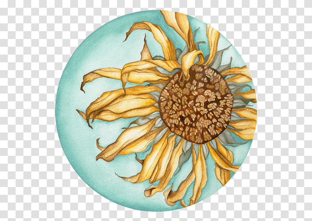 Watercolor Klh Art African Daisy, Pineapple, Fruit, Plant, Food Transparent Png