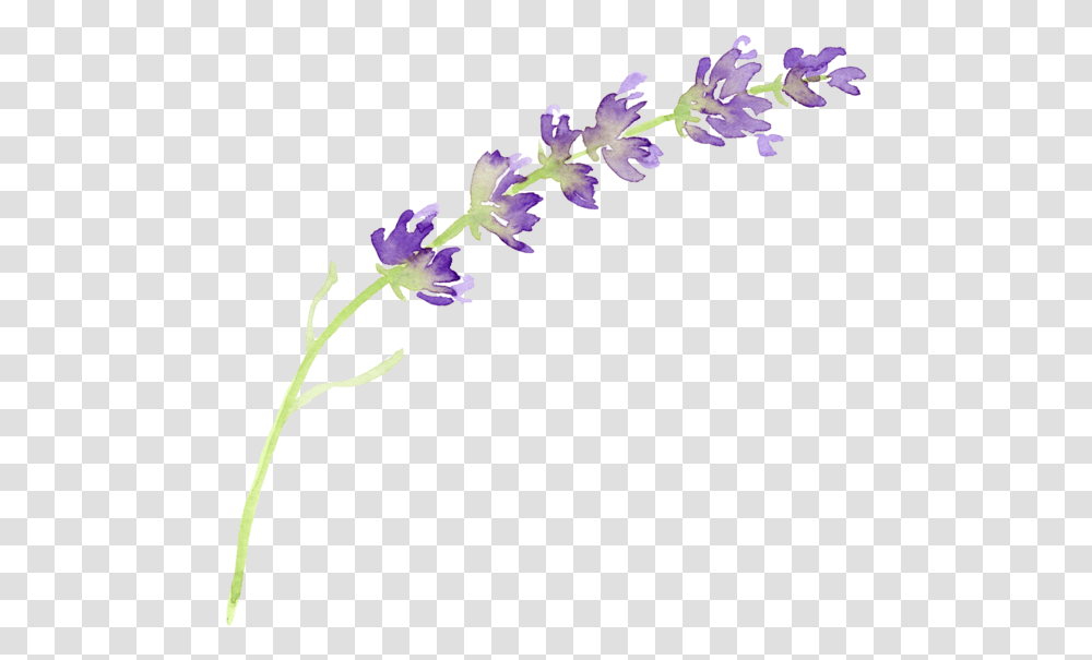 Watercolor Lavender Lavender Clip Art, Plant, Flower, Blossom, Petal Transparent Png