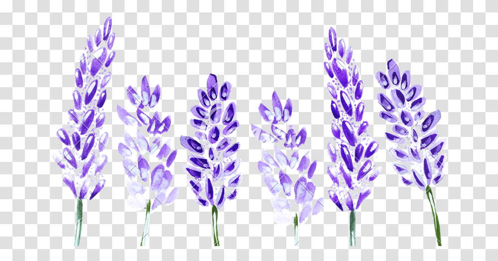 Watercolor Lavender, Plant, Flower, Blossom, Lupin Transparent Png