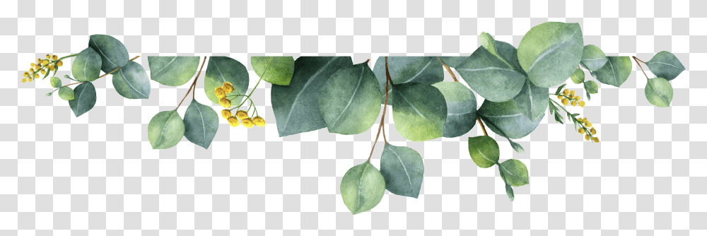 Watercolor Leaf Banner Download, Plant, Tree, Annonaceae, Veins Transparent Png