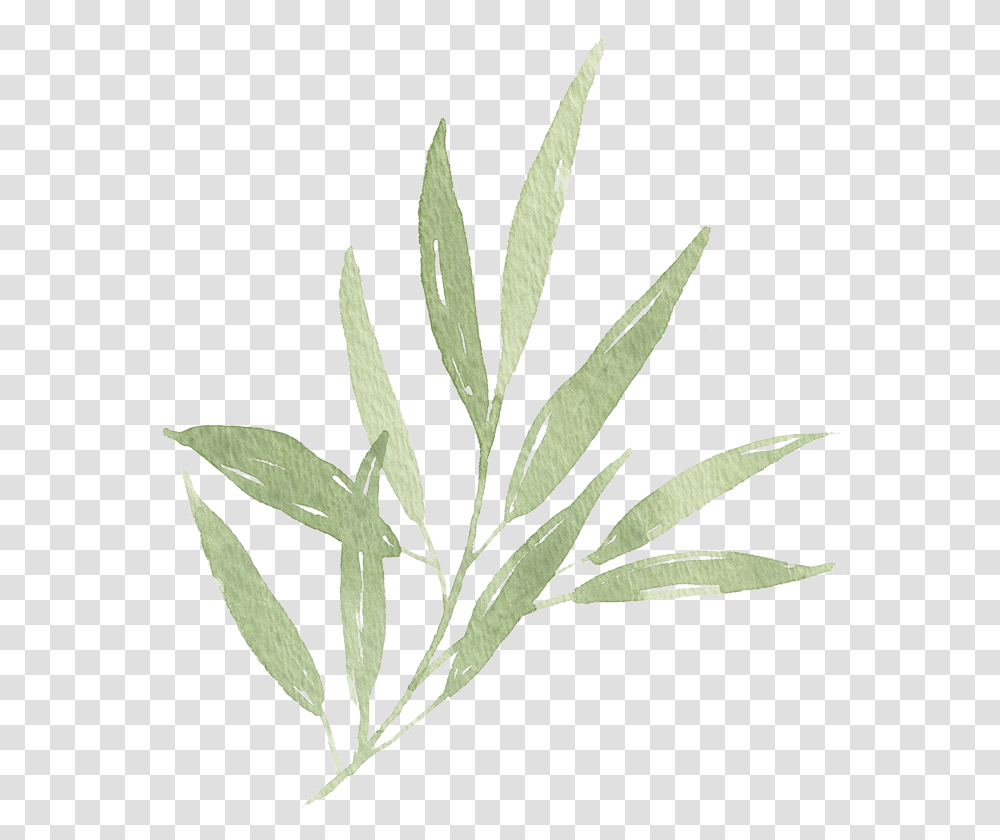 Watercolor Leaf Branch 01 Watercolor Leaves Olive Leaf, Plant, Weed, Grass, Hemp Transparent Png