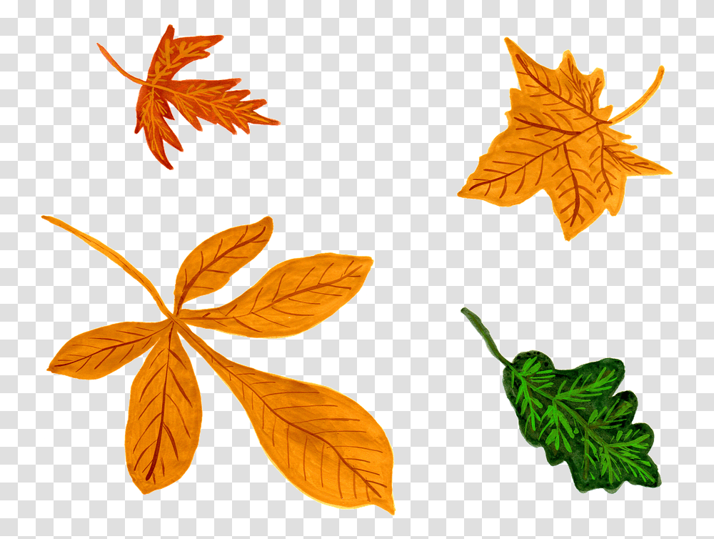 Watercolor Leaf Leaves Autumn Watercolor Isolated, Plant, Tree, Maple Leaf, Veins Transparent Png