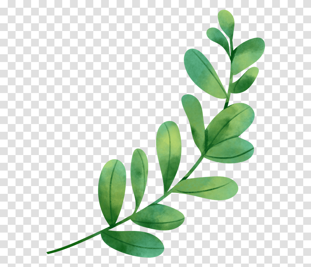 Watercolor Leaf Object Shawol, Plant, Vegetation, Tree, Annonaceae Transparent Png