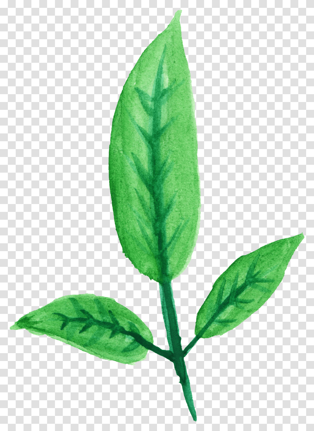 Watercolor Leaf Vol 2 Onlygfxcom 2 Leaves With Stem, Plant, Flower, Veins, Soil Transparent Png