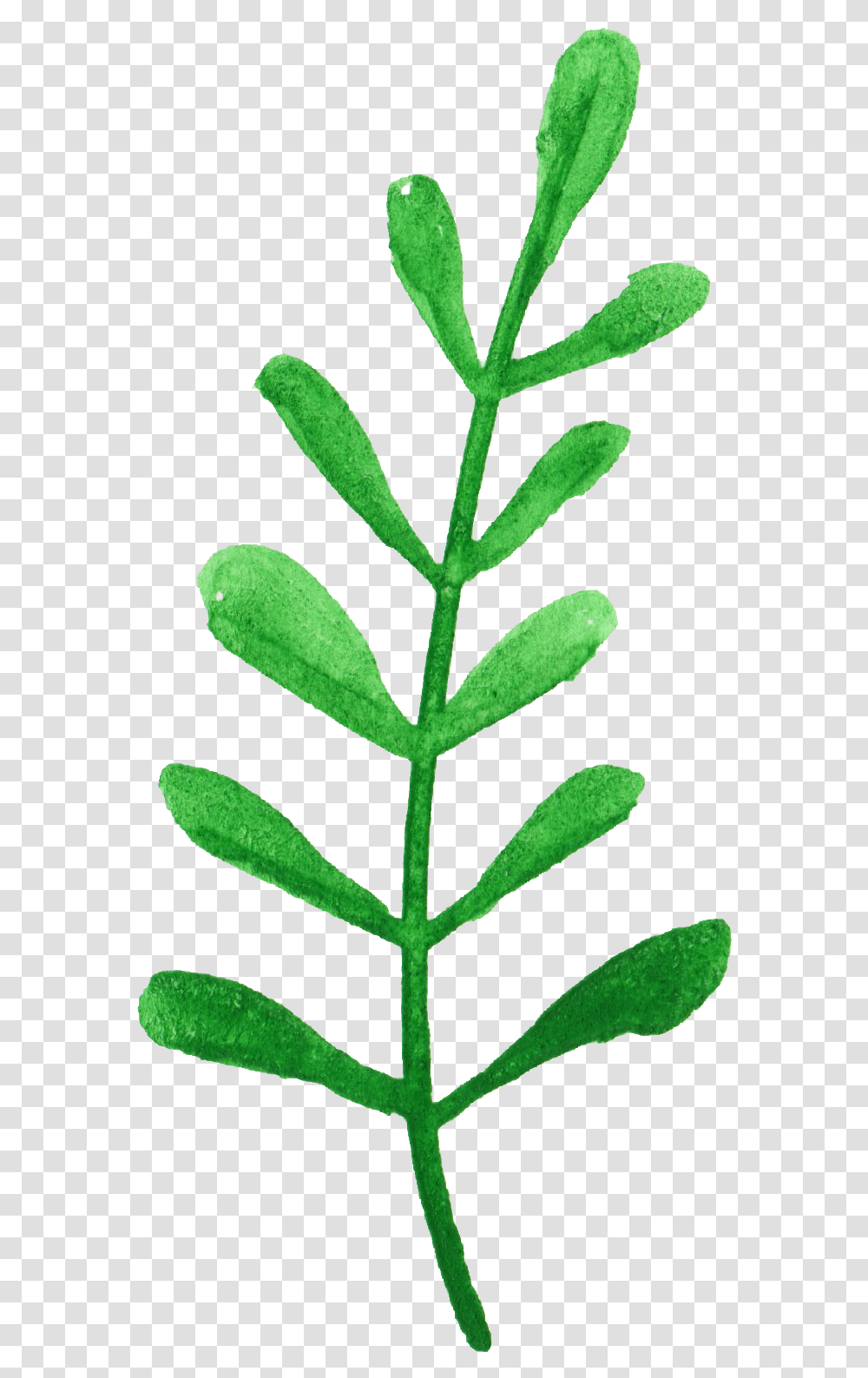 Watercolor Leaf Vol 2 Onlygfxcom Herb, Plant, Flower, Vegetation, Pineapple Transparent Png