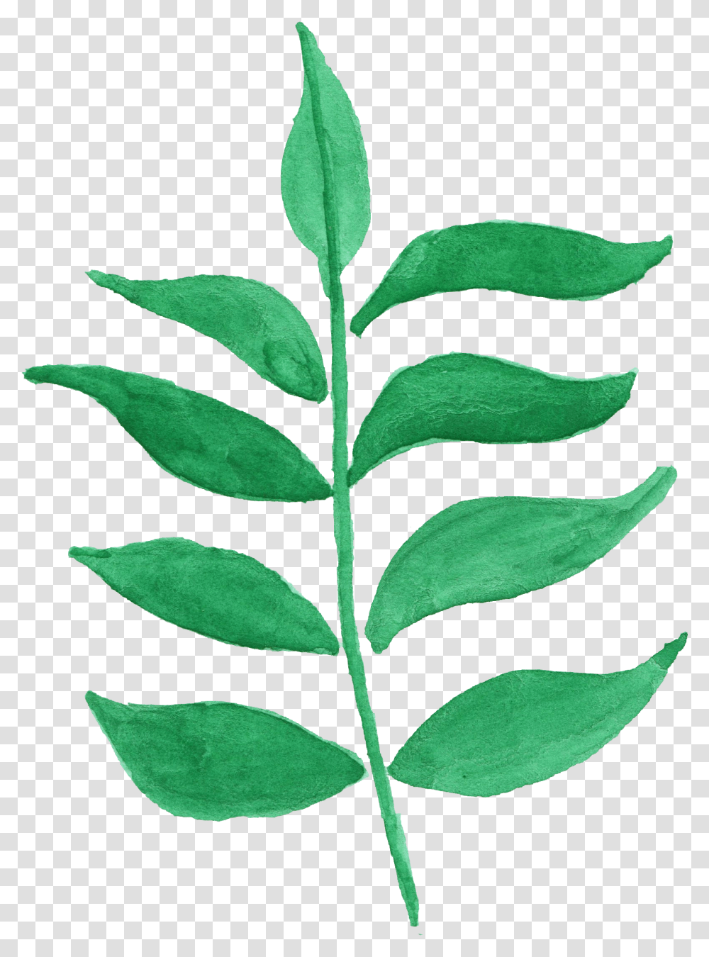 Watercolor Leaf Vol 2 Onlygfxcom Ilex Decidua, Plant, Green, Seed, Grain Transparent Png