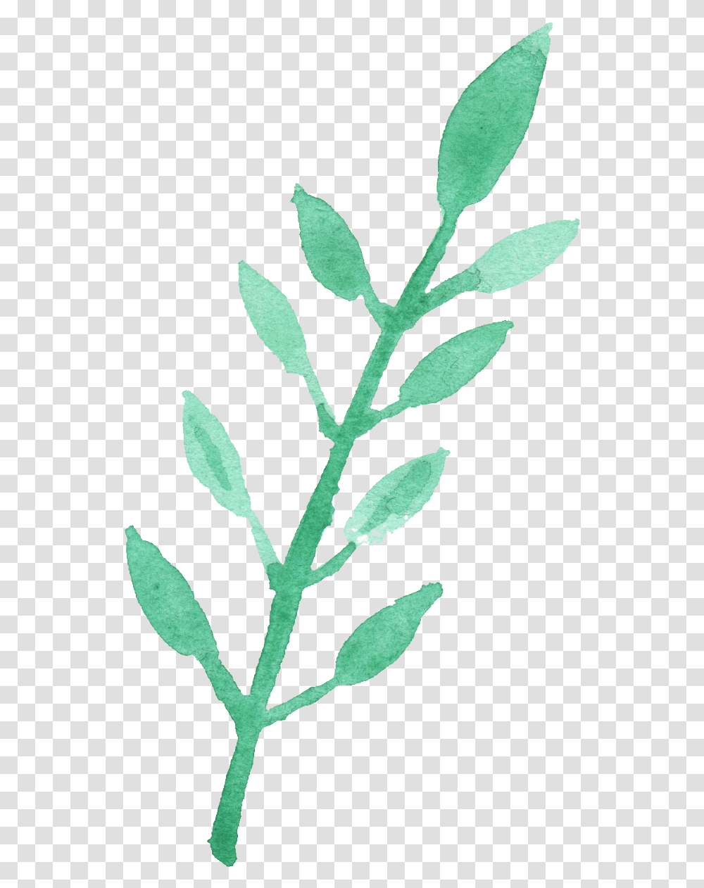 Watercolor Leaf Vol Watercolor Leaves Green, Plant, Grass, Flower, Acanthaceae Transparent Png