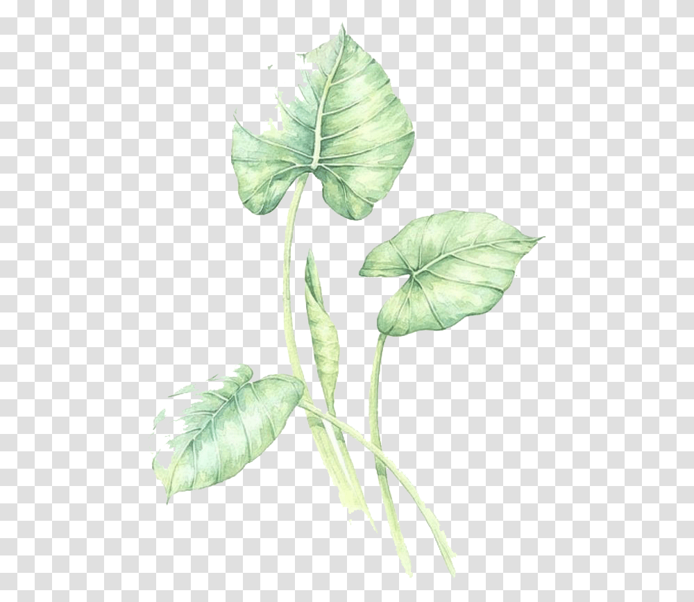 Watercolor Leaves Green Free Hq Anthurium, Leaf, Plant, Flower, Annonaceae Transparent Png