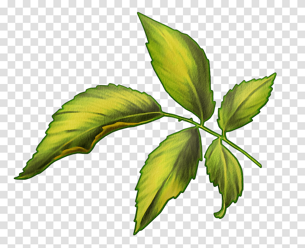 Watercolor Leaves Green Leaf Free Image On Pixabay Illustration, Plant, Veins Transparent Png