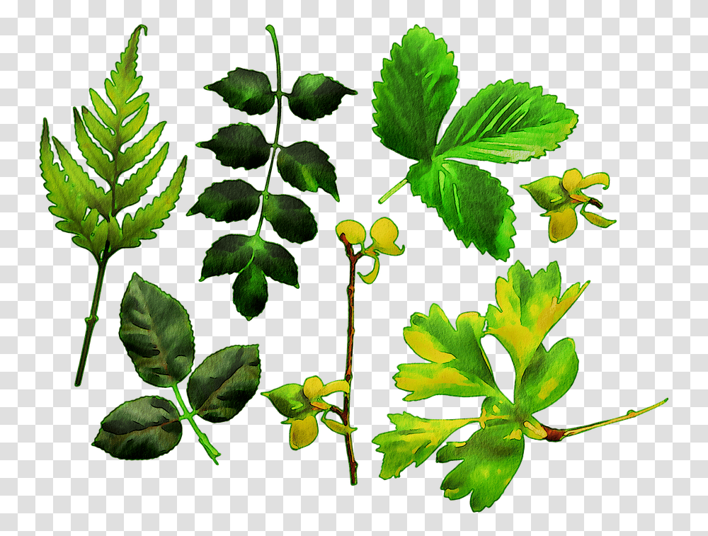 Watercolor Leaves Green Leaf Maidenhair Fern, Plant, Vase, Jar, Pottery Transparent Png