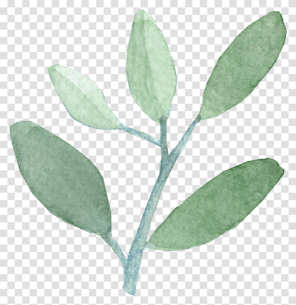 Watercolor Leaves Watercolour Leaf Background, Plant, Annonaceae, Tree, Acanthaceae Transparent Png