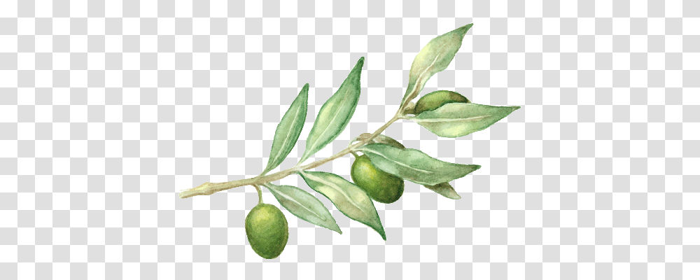 Watercolor Olive Branch Picture 468744 Olive Branches Watercolor, Leaf, Plant, Annonaceae, Tree Transparent Png