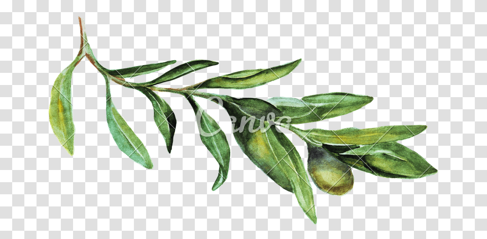 Watercolor Olive Branch Picture Portable Network Graphics, Leaf, Plant, Vegetation, Potted Plant Transparent Png