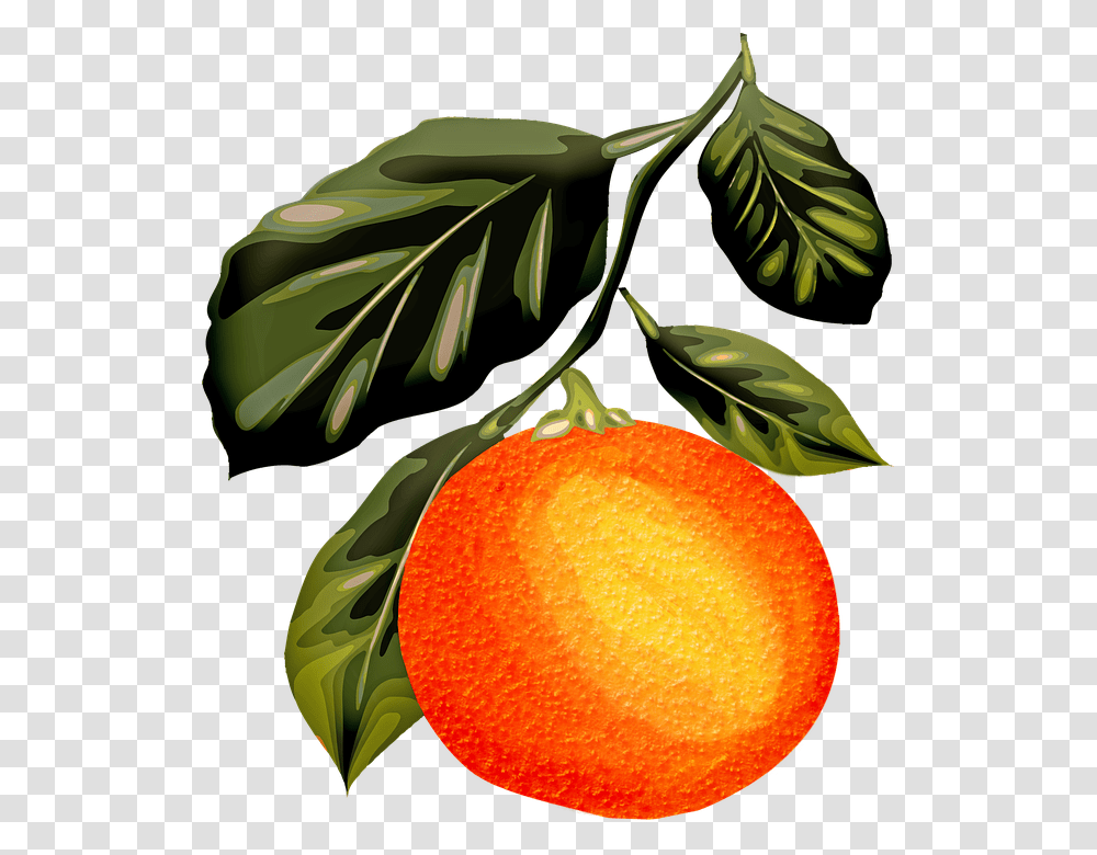 Watercolor Orange Orange Fruit Leaves Vintage Lukisan Cat Air Jeruk, Citrus Fruit, Plant, Food, Grapefruit Transparent Png