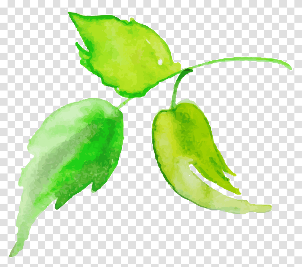 Watercolor Paint, Green, Plant, Leaf, Food Transparent Png
