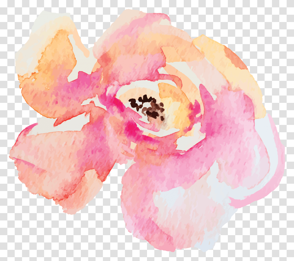 Watercolor Paint, Plant, Flower, Blossom, Carnation Transparent Png