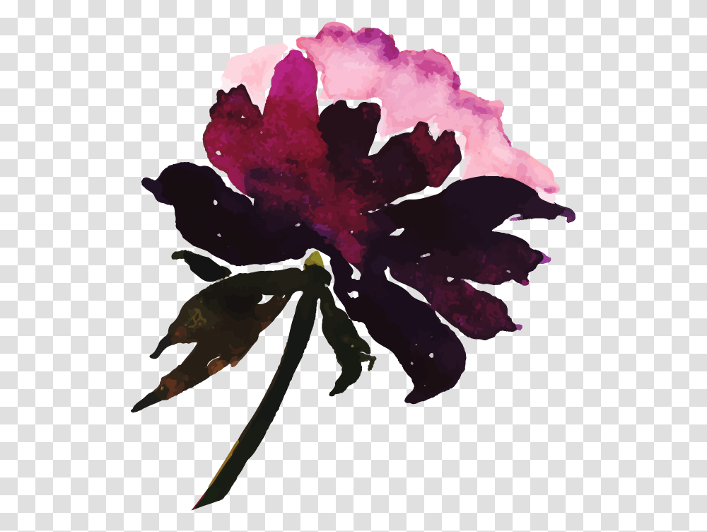 Watercolor Paint, Plant, Leaf, Rose, Flower Transparent Png