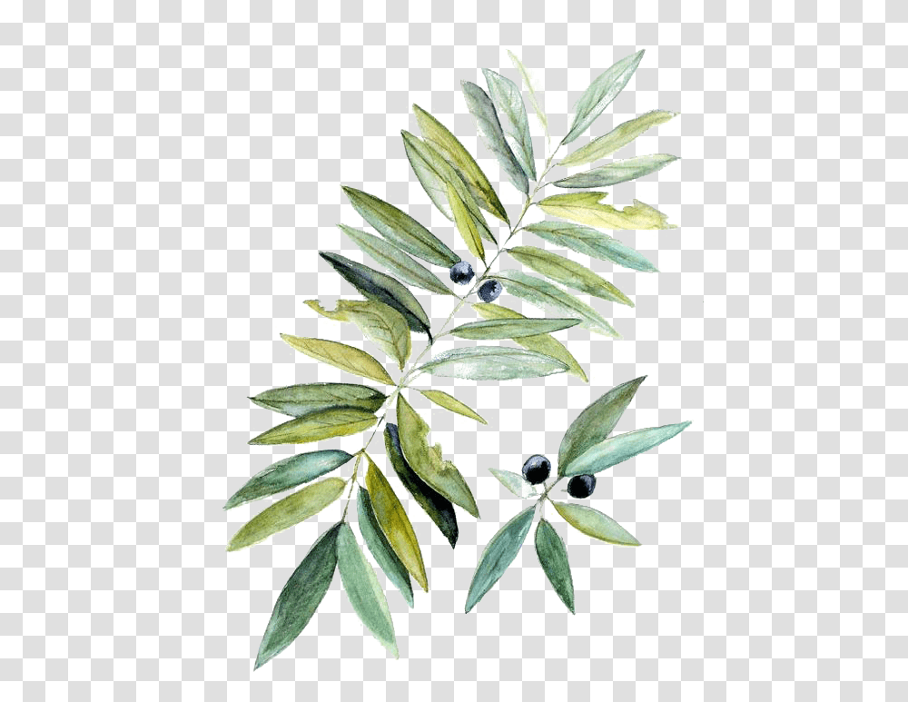 Watercolor Painting Botanical Illustration Leaf Olive Branch Watercolor Background, Plant, Hemp, Flower, Blossom Transparent Png