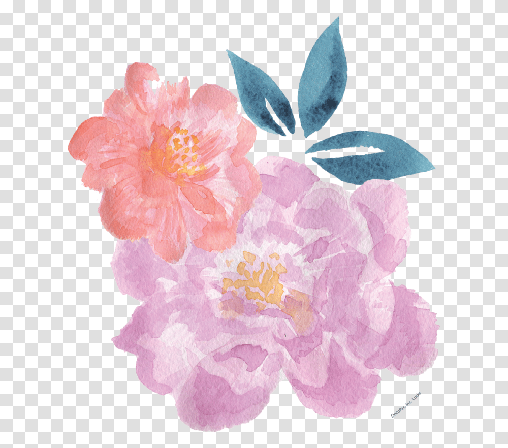 Watercolor Painting Download, Plant, Flower, Blossom, Peony Transparent Png