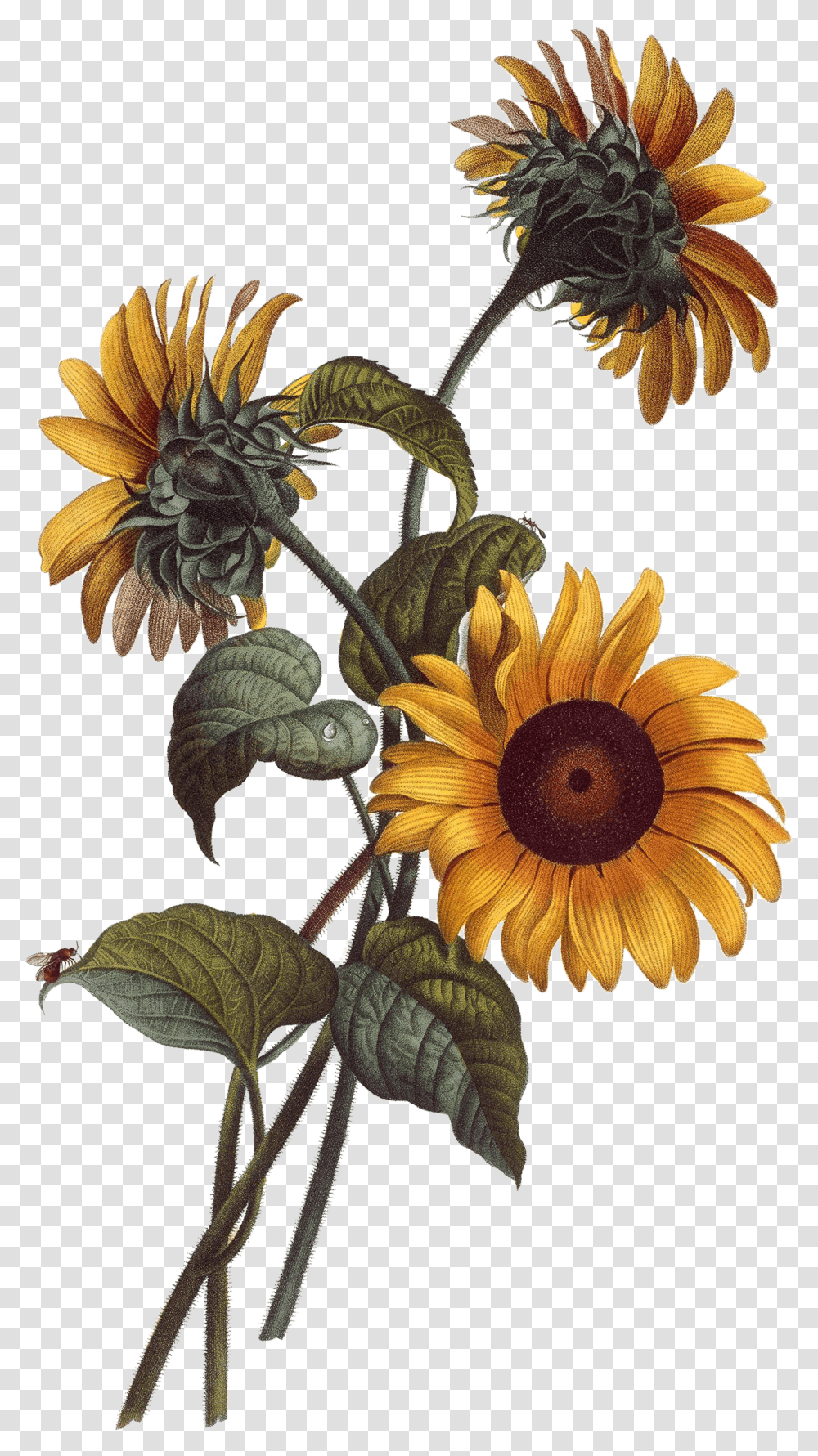 Watercolor Painting Drawing Botanical Watercolor Sunflower Drawing Transparent Png