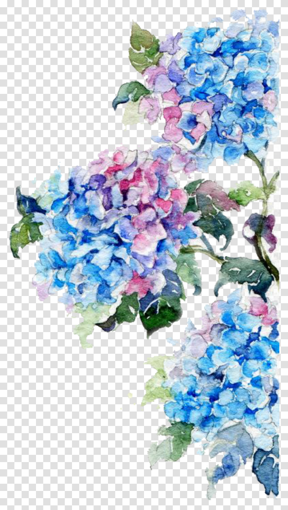 Watercolor Painting Flower Drawing Watercolor Flowers Watercolor Flowers Blue, Geranium, Plant Transparent Png