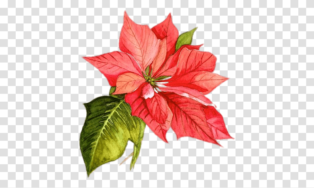 Watercolor Painting Flower Watercolor Christmas Flowers, Plant, Blossom, Leaf, Amaryllis Transparent Png