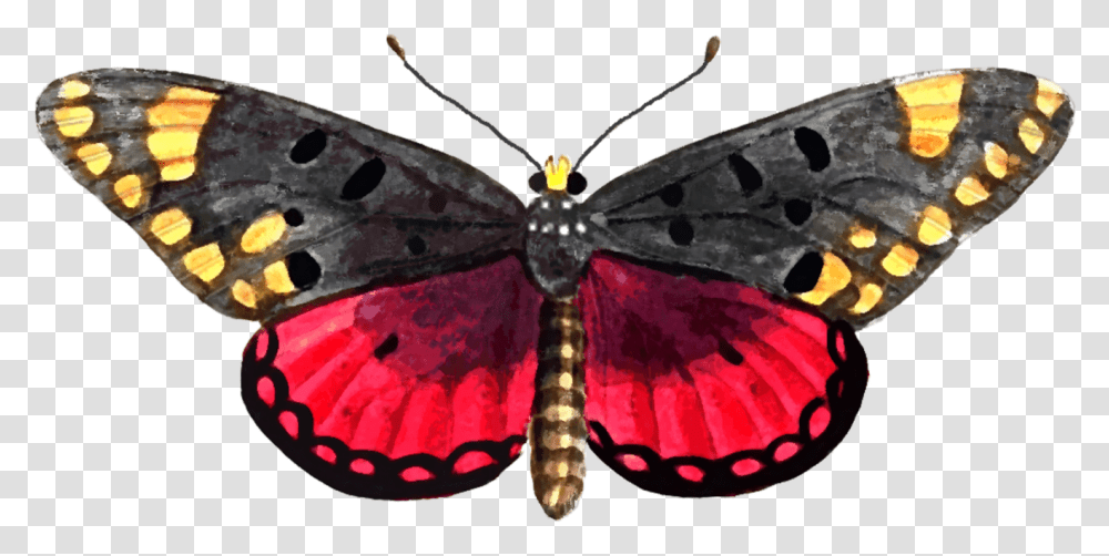 Watercolor Painting Free Stock Photo Apatura, Insect, Invertebrate, Animal, Butterfly Transparent Png