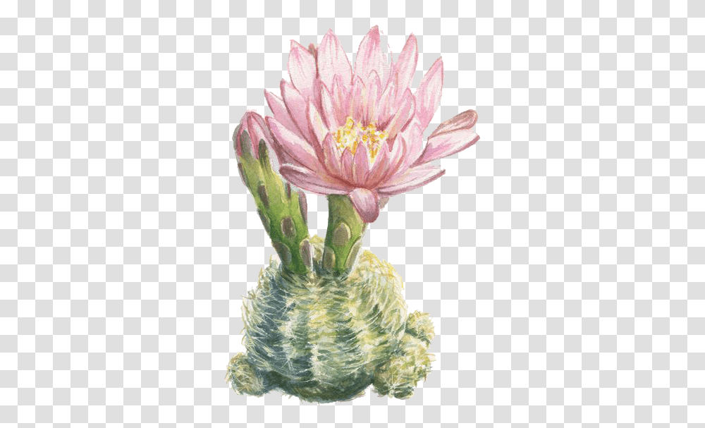 Watercolor Painting Illustration Printmaking Cactus Botanical Illustration, Plant, Anther, Flower, Blossom Transparent Png