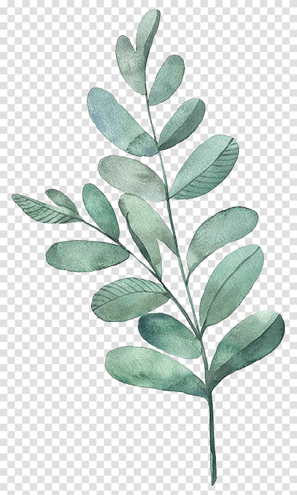 Watercolor Painting Leaf Illustration Watercolor Leaves Watercolor Leaves, Plant, Tree, Potted Plant, Vase Transparent Png