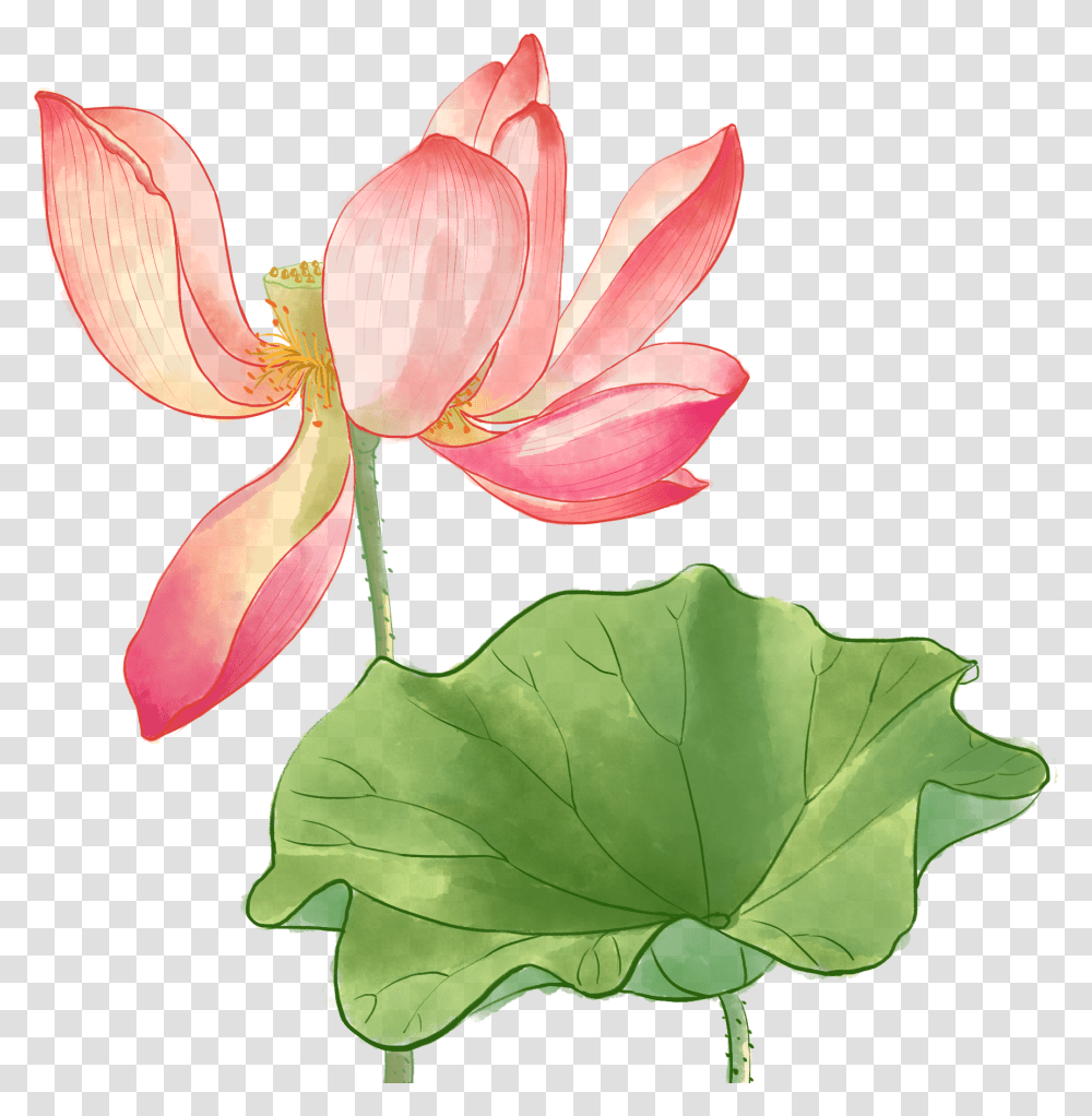 Watercolor Painting, Lily, Flower, Plant, Blossom Transparent Png