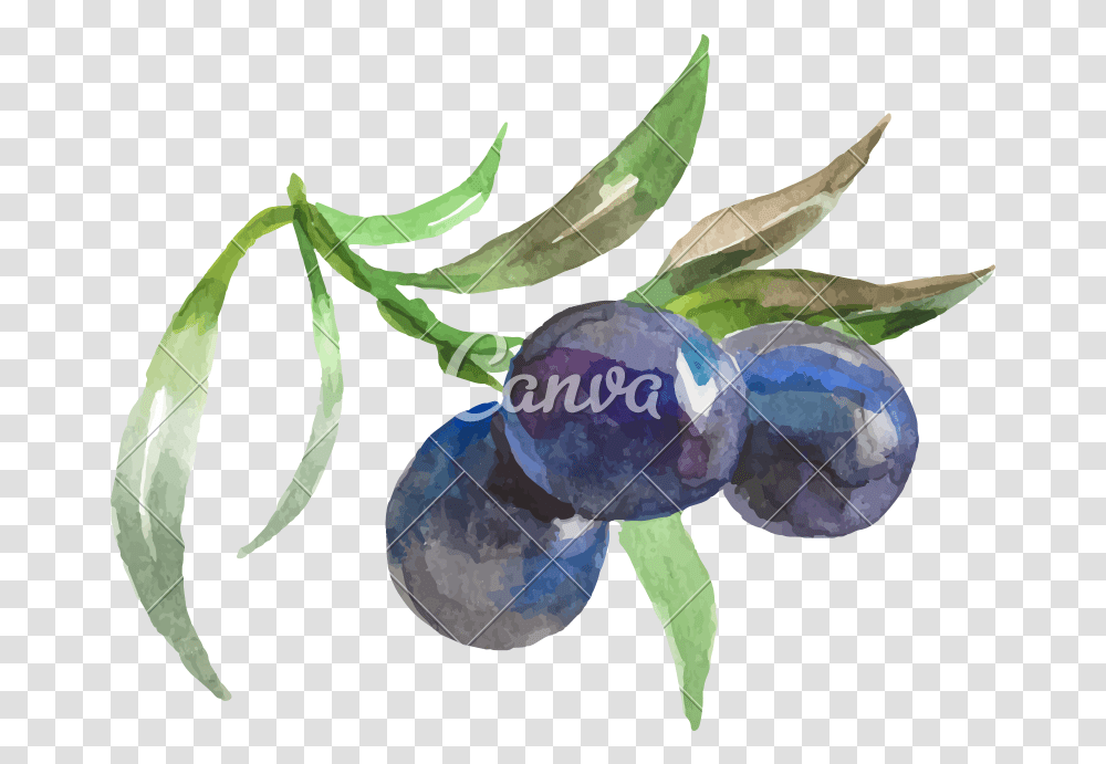 Watercolor Painting Of Grapes Vector Icon Illustration Fresh, Plant, Fruit, Food, Blueberry Transparent Png