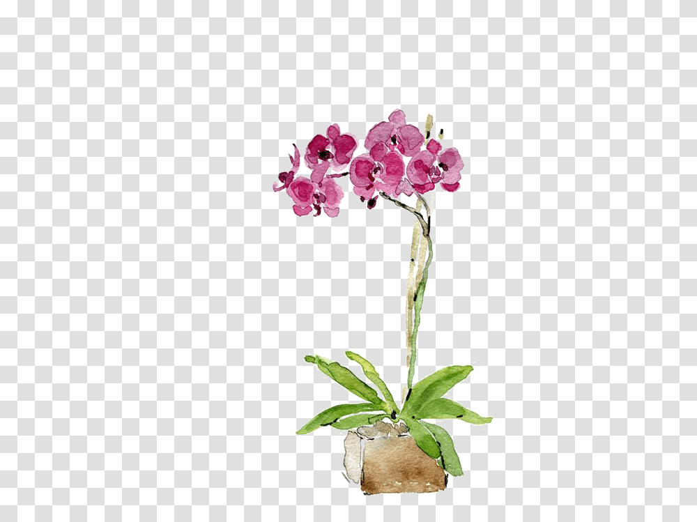 Watercolor Painting Orchids Printmaking Kata Kata Senyum Dalam Alkitab, Plant, Flower, Blossom Transparent Png