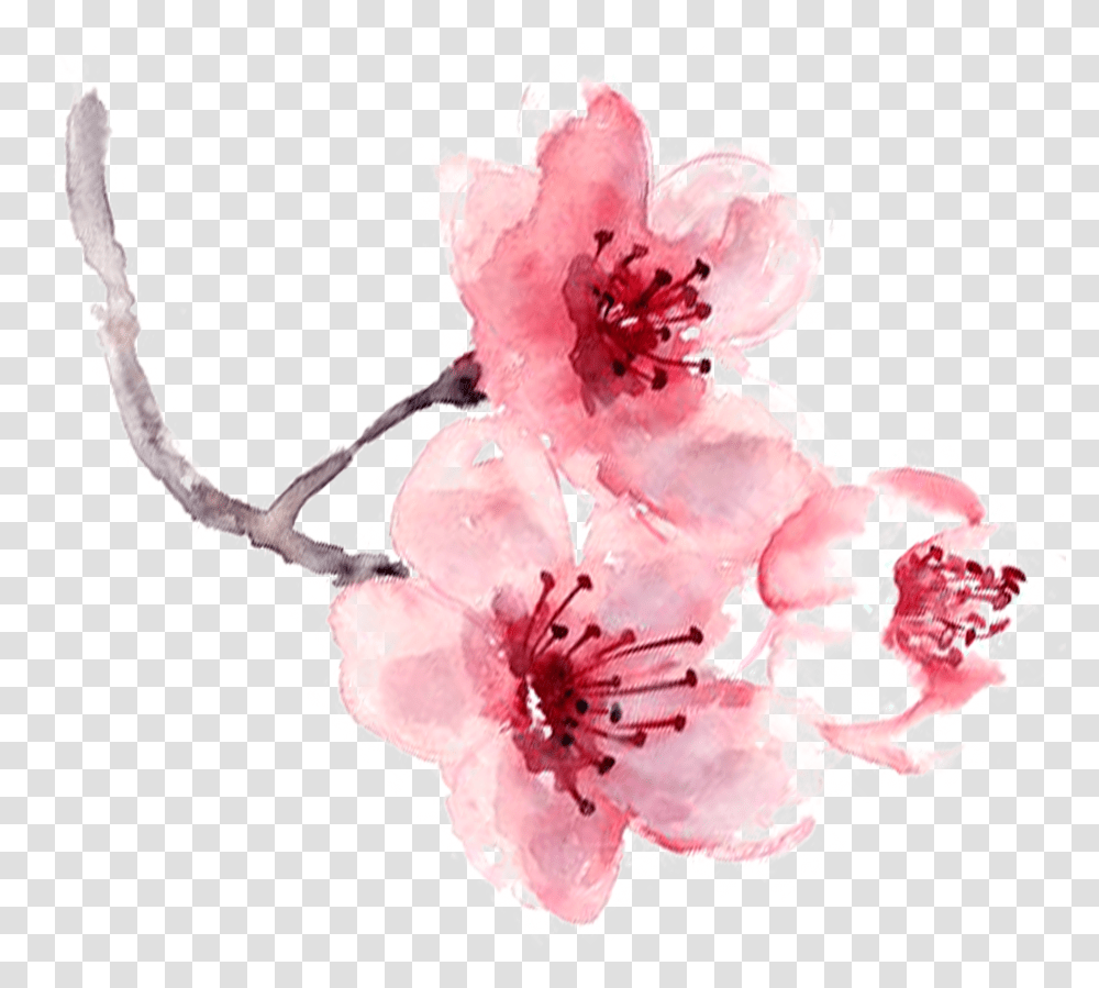 Watercolor Painting Pink Cherry Blossom Fragrance Watercolor Art Print Painting Transparent Png