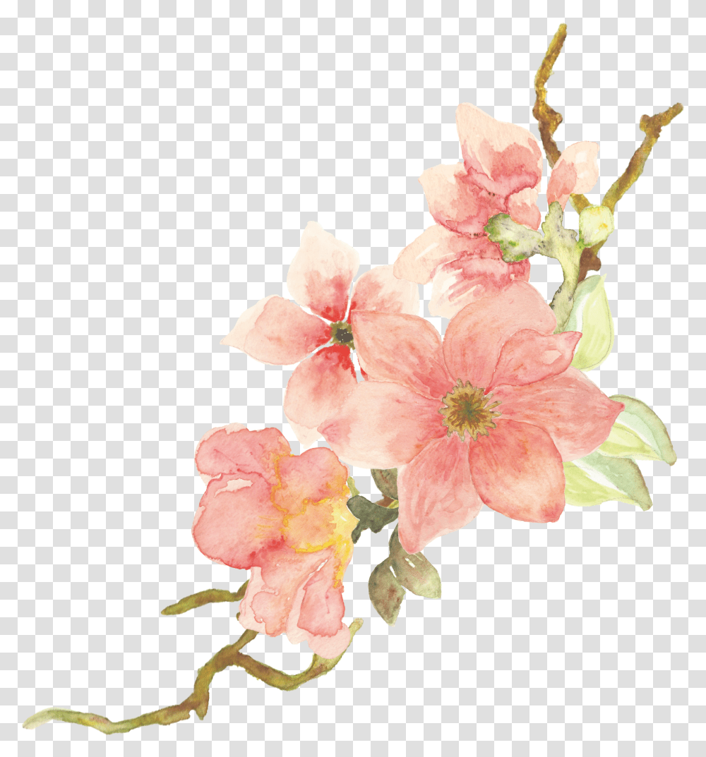 Watercolor Painting, Plant, Flower, Blossom, Amaryllis Transparent Png