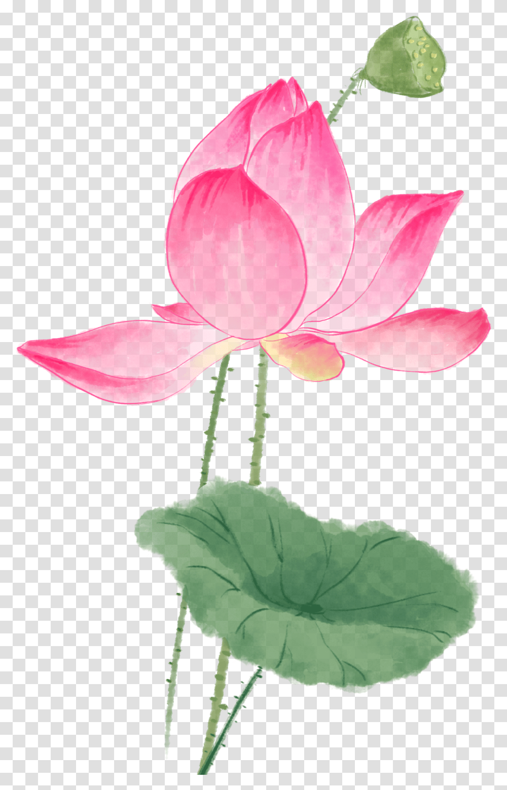Watercolor Painting, Plant, Petal, Flower, Blossom Transparent Png