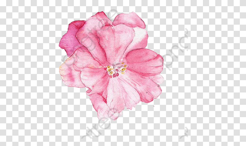 Watercolor Painting, Plant, Rose, Flower, Blossom Transparent Png