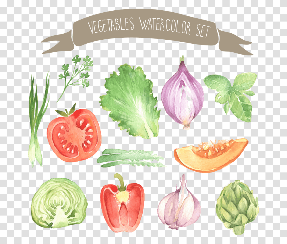 Watercolor Painting, Plant, Vegetable, Food, Lettuce Transparent Png