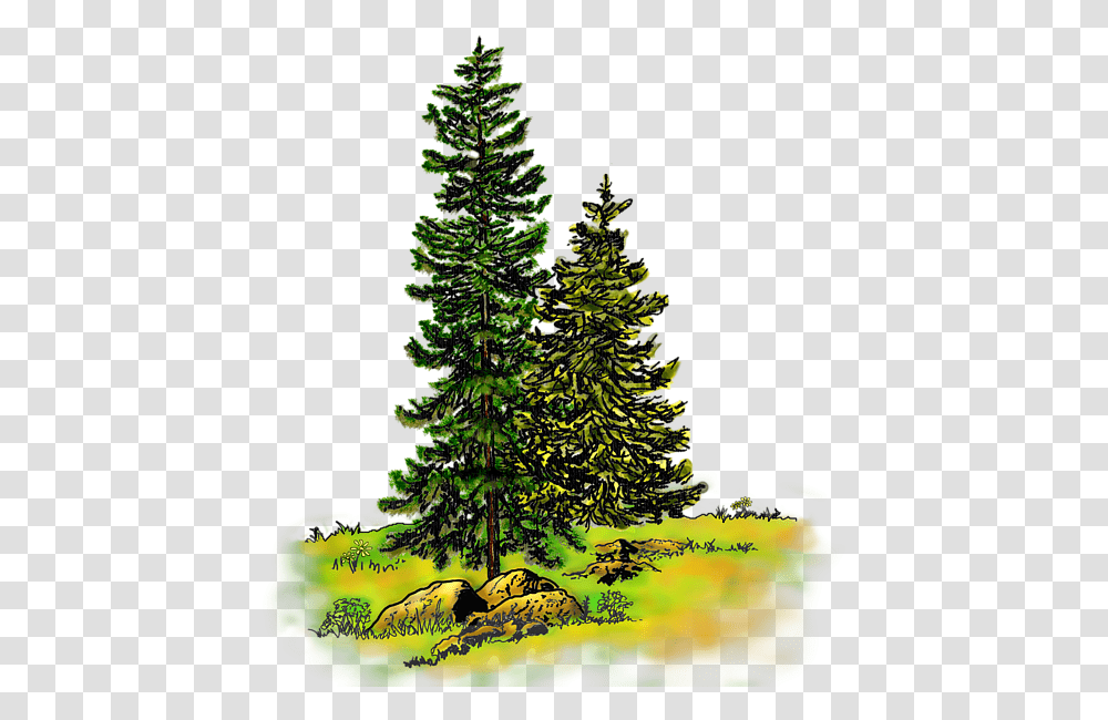Watercolor Painting, Tree, Plant, Pine, Christmas Tree Transparent Png