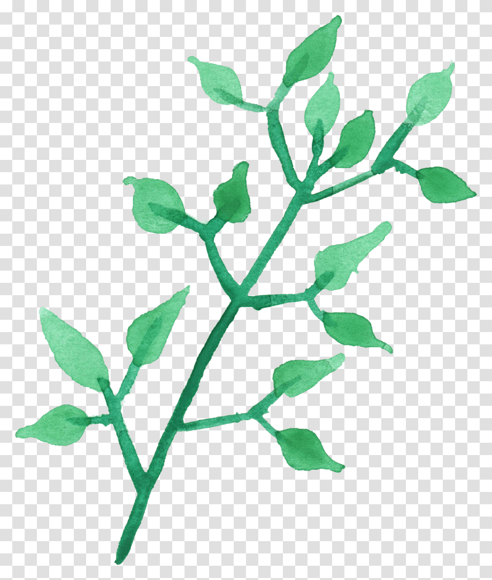 Watercolor Painting Watercolor Tea Leaf, Plant, Green, Flower, Acanthaceae Transparent Png