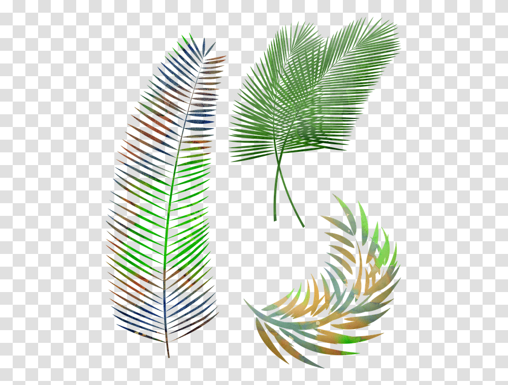 Watercolor Palm Leaves Leaf Free Image On Pixabay Roystonea, Plant, Fern, Pattern, Fractal Transparent Png