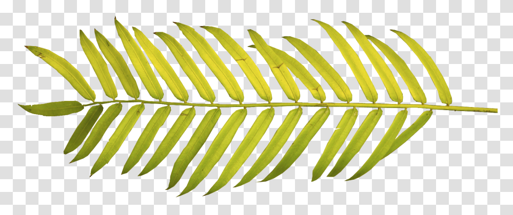 Watercolor Palm Leaves, Leaf, Plant, Tree, Green Transparent Png